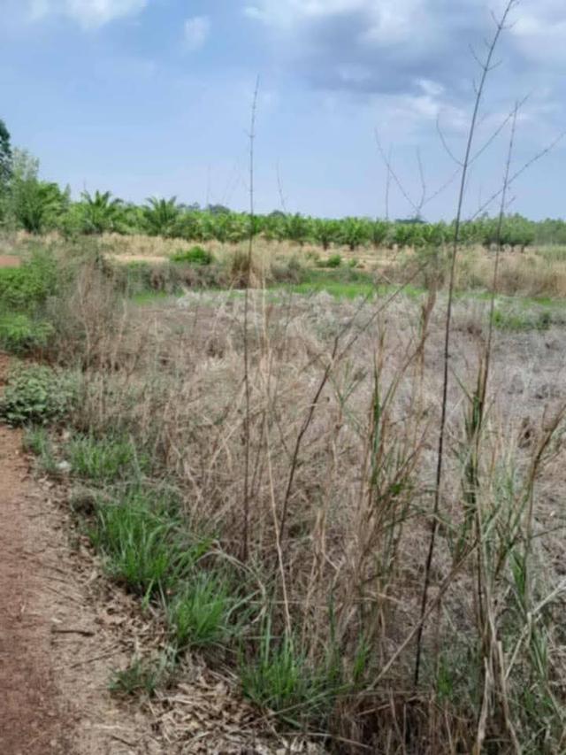 ที่ดิน 3
