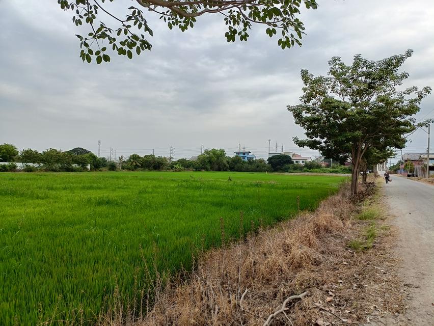 ขายที่ดินสุพรรณบุรี อ.สองพี่น้อง 1