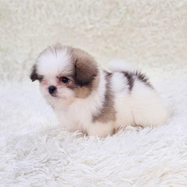 ชิสุผสมปอม เพศผู้ พร้อมย้ายบ้าน 8