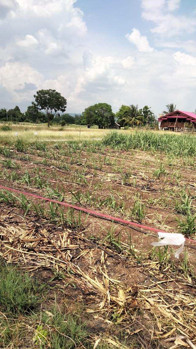 ที่ดินเปล่าแปลงเล็กราคาถูก 5