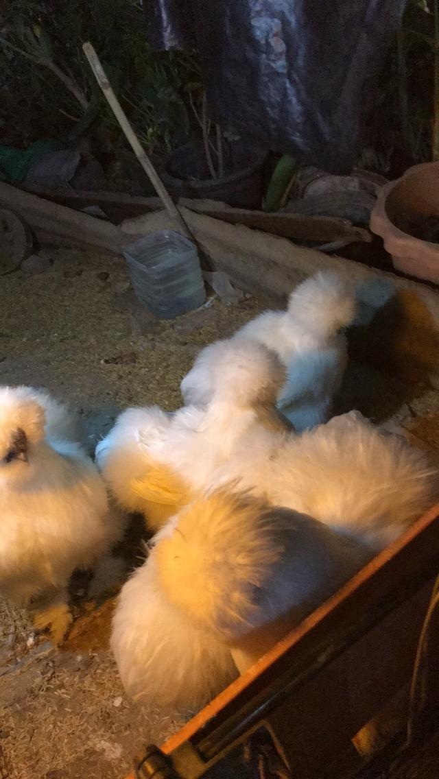 ไก่ชิลกี้ ขนไหนสีขาว