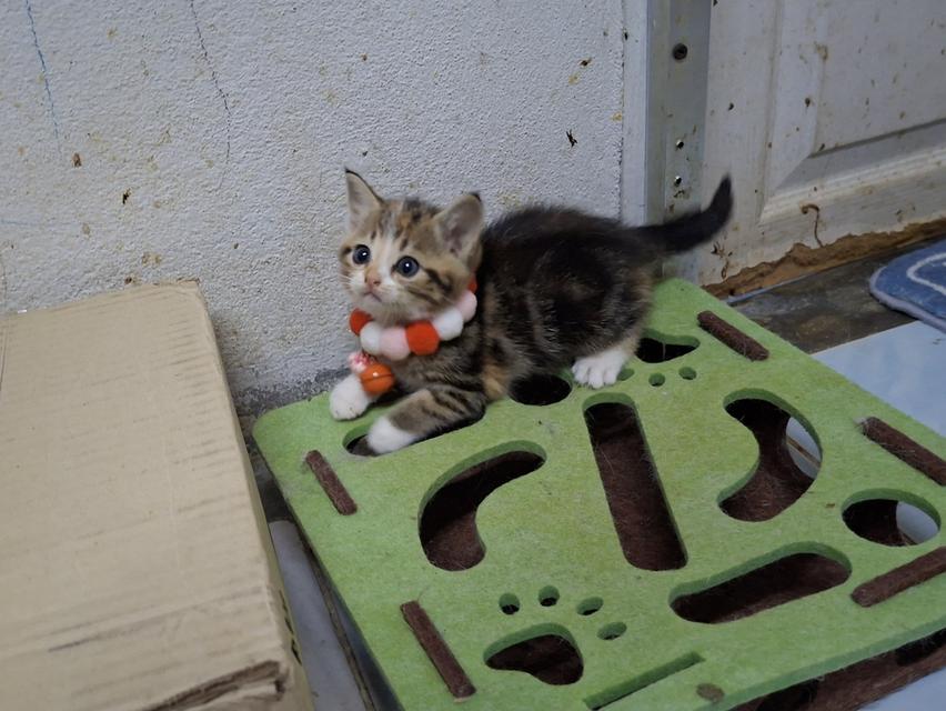 แมวสก๊อตติช ชาย1หญิง1 รูปที่ 9