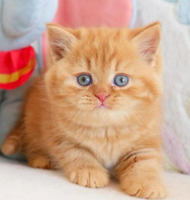 แมวมันช์กิ้น ขนสีส้มตาสวย