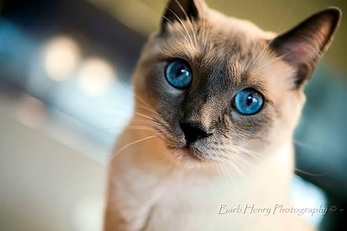 Siamese (วิเชียรมาศ) 4