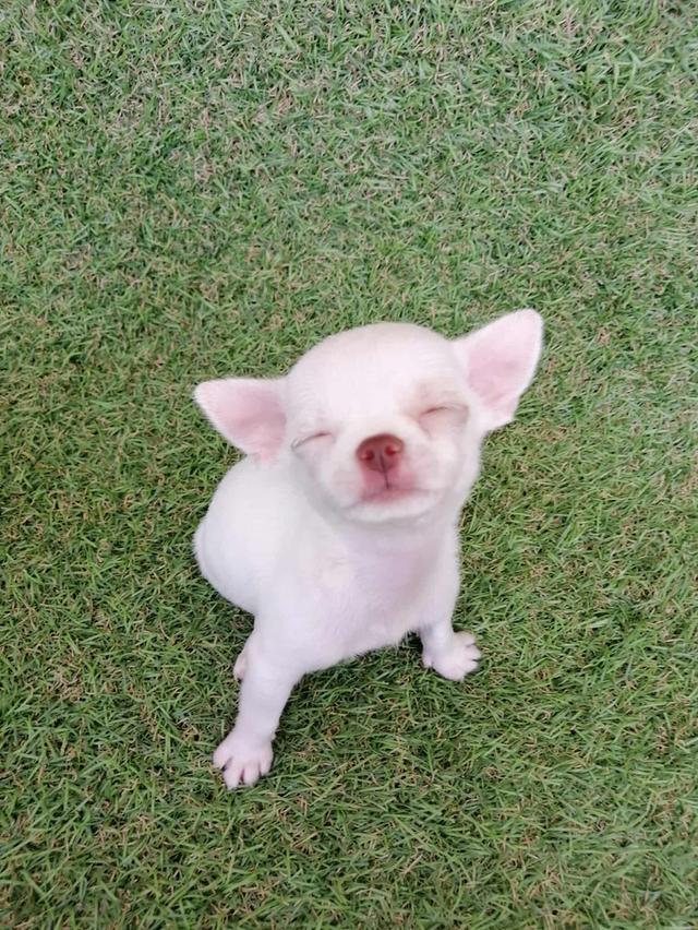 ชิวาว่าเเท้ขนสั้น ญ. 3