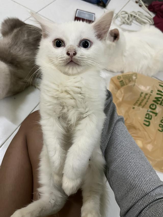 ขายน้องแมวตาสองสีขาวมนี 4