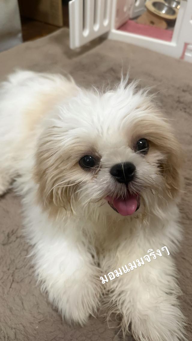สุนัข พันธุ์ ชิสุ 4