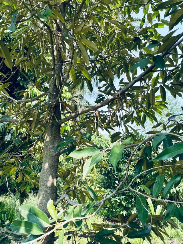 บ้าน สวนผลไม้ และที่ดิน จำนวน10ไร่ 9