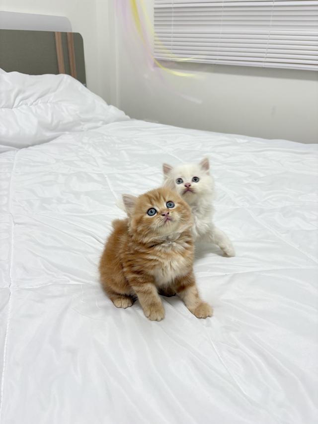 ❌ได้บ้านแล้ว เปอร์เซียแท้ ขาว/ส้ม พร้อมย้าย 6