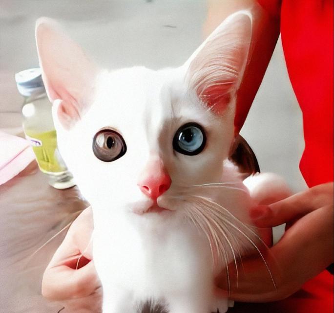 แมวขาวมณีตาสองสี 3