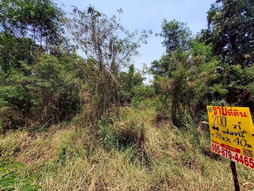 ขายด่วนที่ดิน 200 ตารางวา ติดถนนคอนกรีต ซอย คลองสี่ตะวันออก 56 คลองหลวง ปทุมธานี 2