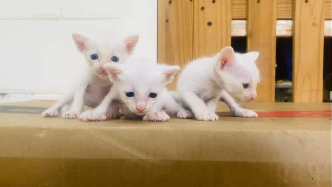 ลูกแมวขาวมณี 2