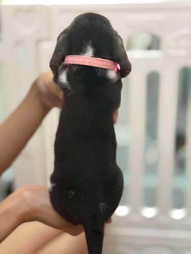 บีเกิ้ล (Beagle) 💯 14