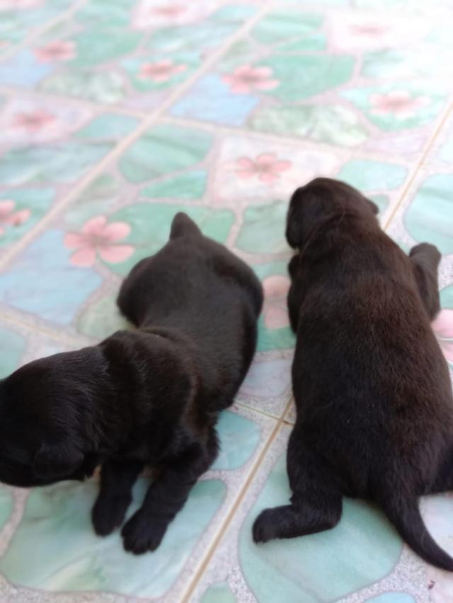 ลูกสุนัข Black Golden Retriever หาบ้าน 3