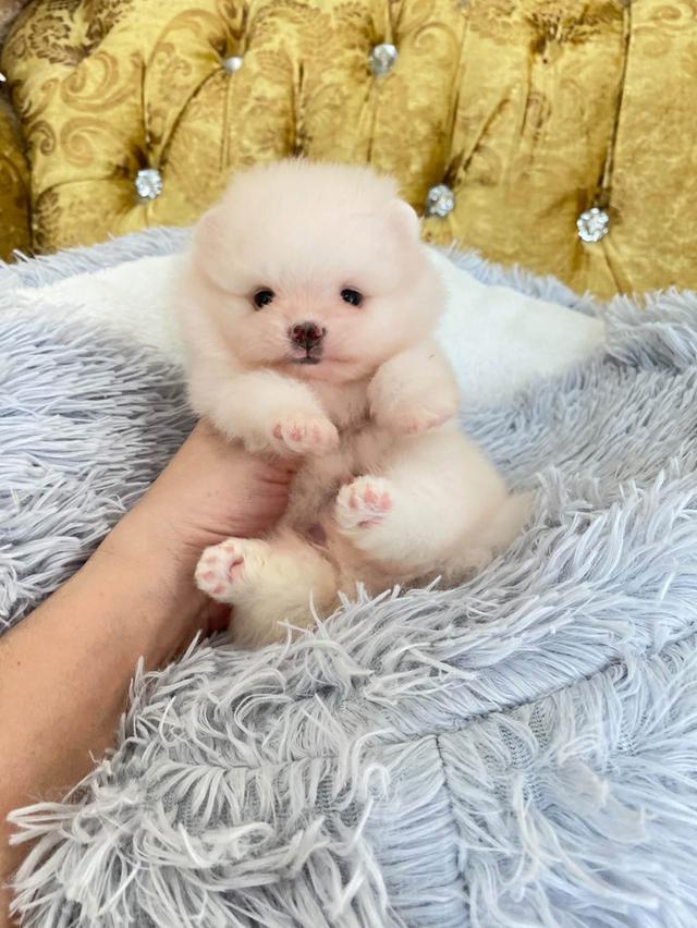 น้องลูกปอมแท้ ทีคัพ มินิ ไซสเล็ก มาดูตัวจริงได้นะคะ รูปที่ 5
