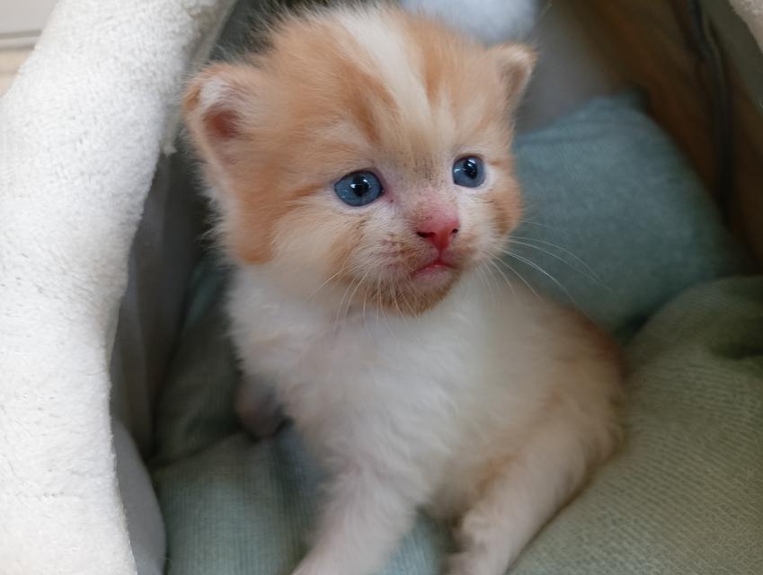 น้องแมวสก็อตติชมเปอร์เซียขนปุย กลม