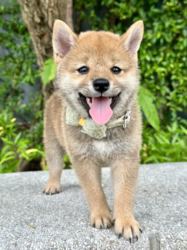ชิบะอินุ Shiba 7