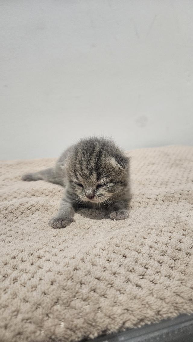Scottish Fold  สก็อตติชโฟลด์ แท้ ระบบปิดเลี้ยงด้วยรัก รวมวัคซีน ถ่ายพยาธิ หยอดยากันปรสิตและไรหู สมุดวัคซีน 9