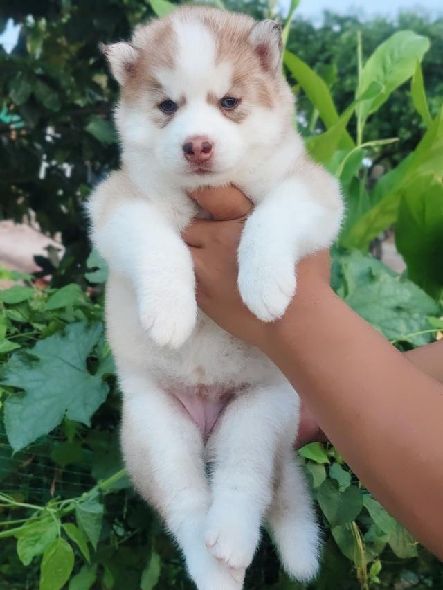 Siberian husky ไซบีเรียน