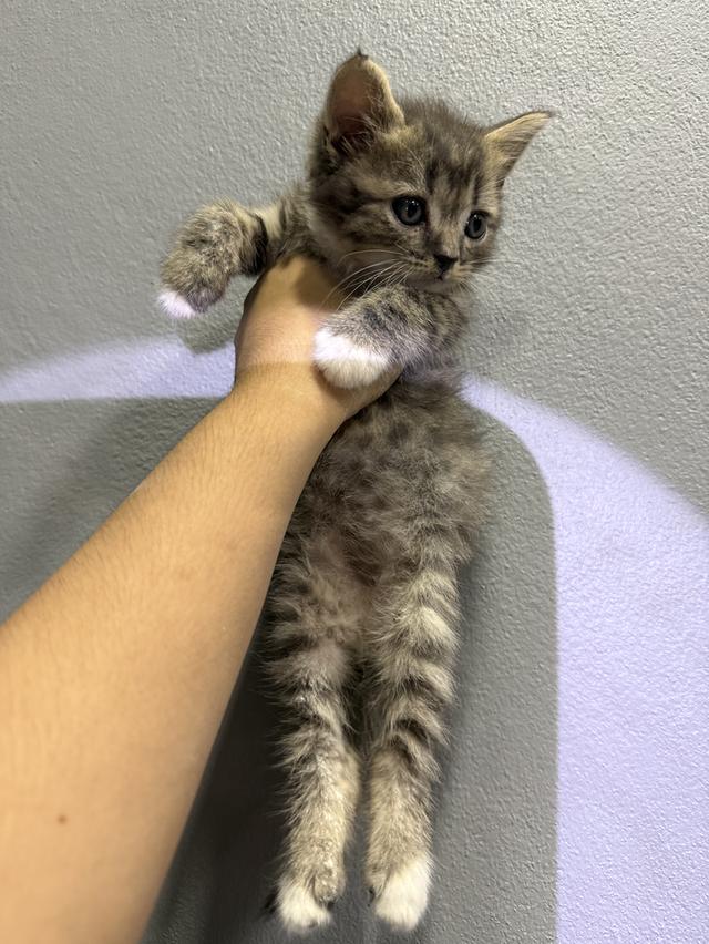 หาบ้านให้แมว สก๊อตติช มีค่าตัว รูปที่ 2