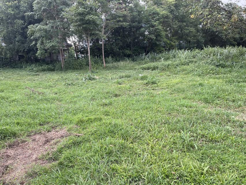 ขายที่ดิน อ.มวกเหล็ก จ.สระบุรี 296 ตรว. โทร 086-403-3985 089-109-7914 10