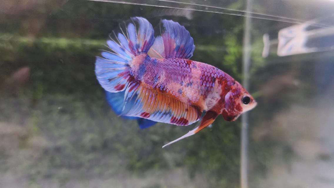 ปลากัดนีโม่โค่ย (Koi Betta) สีหลุมติดลายไฟ 6