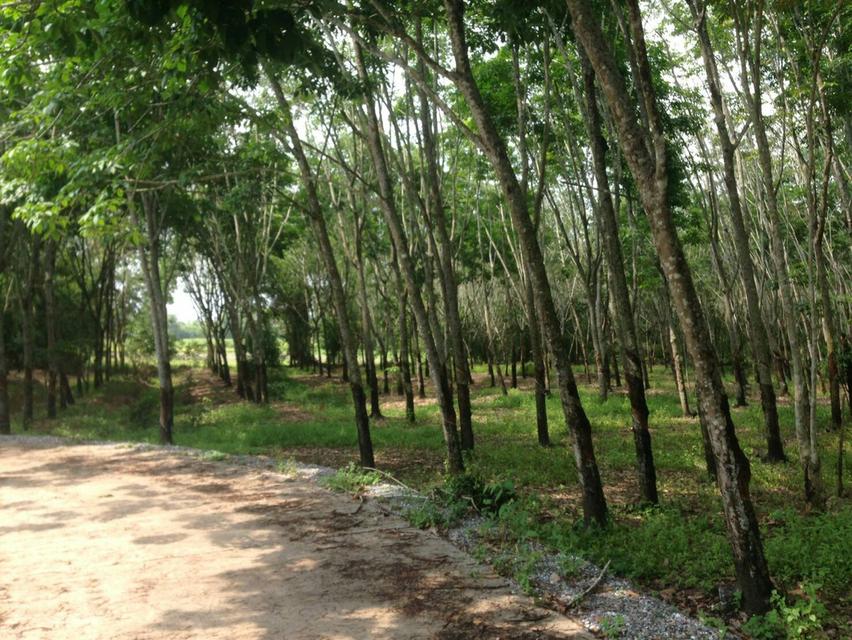 ที่ดินสวนยางขนาด 8ไร่ 1
