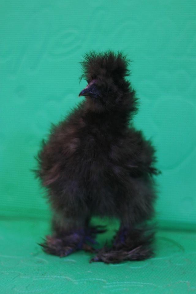 ลูกไก่ซิลกี้ ฟอร์มสวย รูปที่ 4