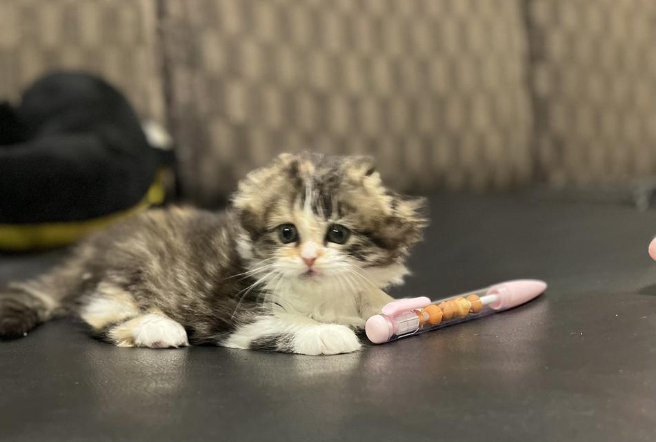 น้องมลคลสามสี(เมีย)