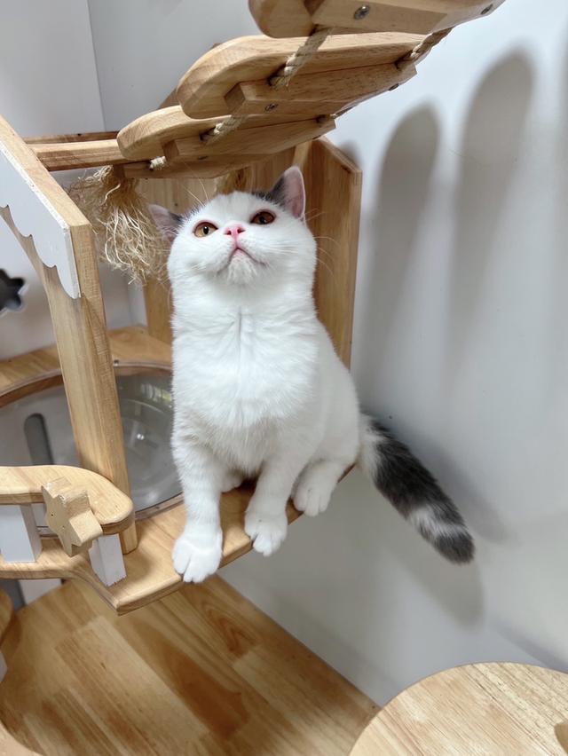 แมวบริติชช๊อตแฮร์(ขนสั้น) 4