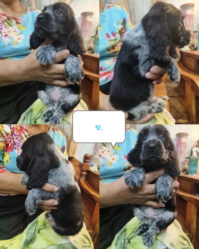 English Cocker Spaniel เพิ่ลรัก จำหน่ายลูกสุนัขพันธุ์อิงลิชค็อกเกอร์แท้