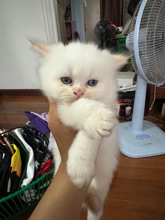 แมว สกอตติชโฟล