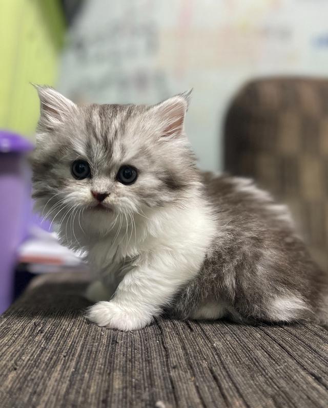 น้องเจ๊ไฝ(เพศเมีย)เกิด19/9/68