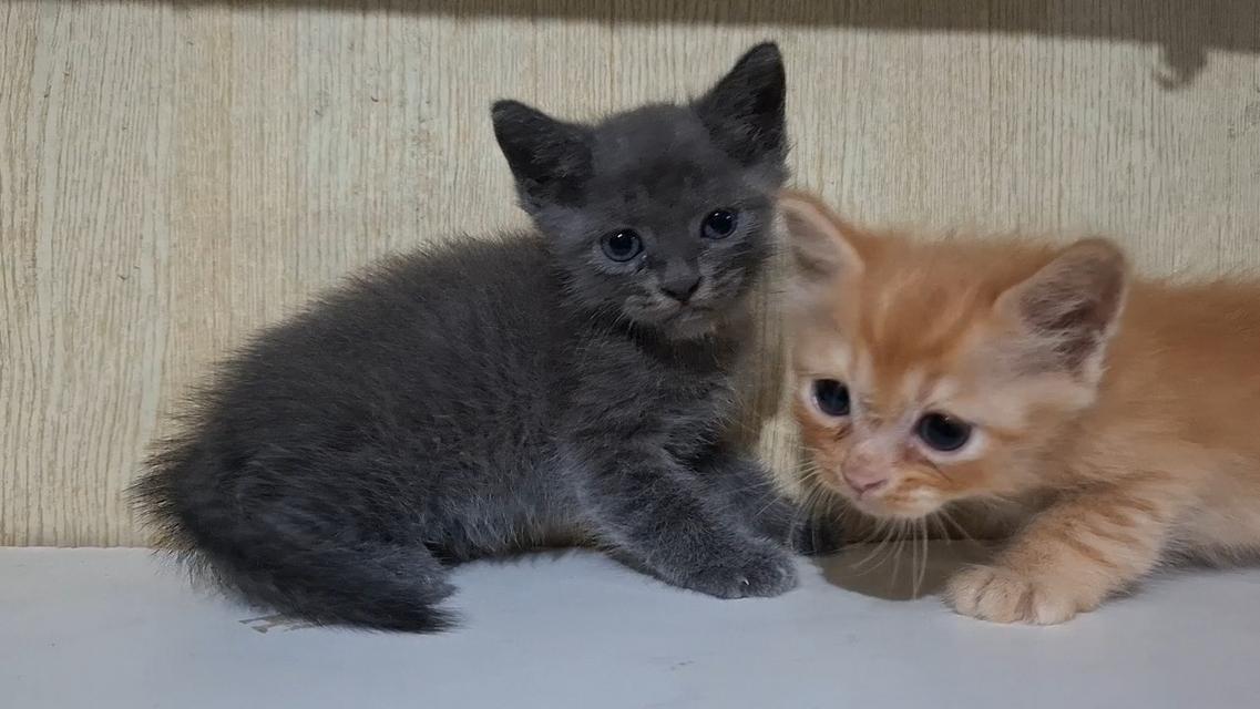 ลูกแมวครึ่งไทยเปอร์เซีย