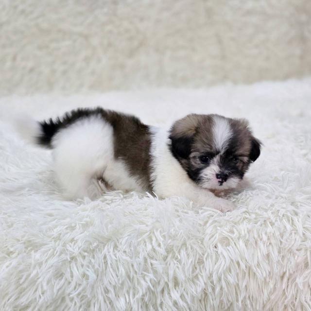 ชิสุผสมปอม เพศเมีย พร้อมย้ายบ้าน