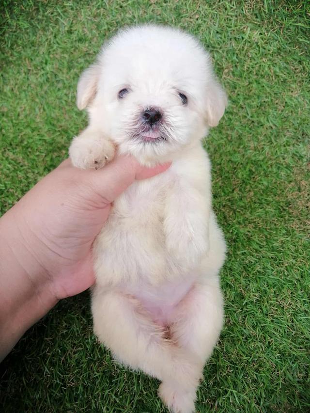 ดญ.กะทิ 3500  7