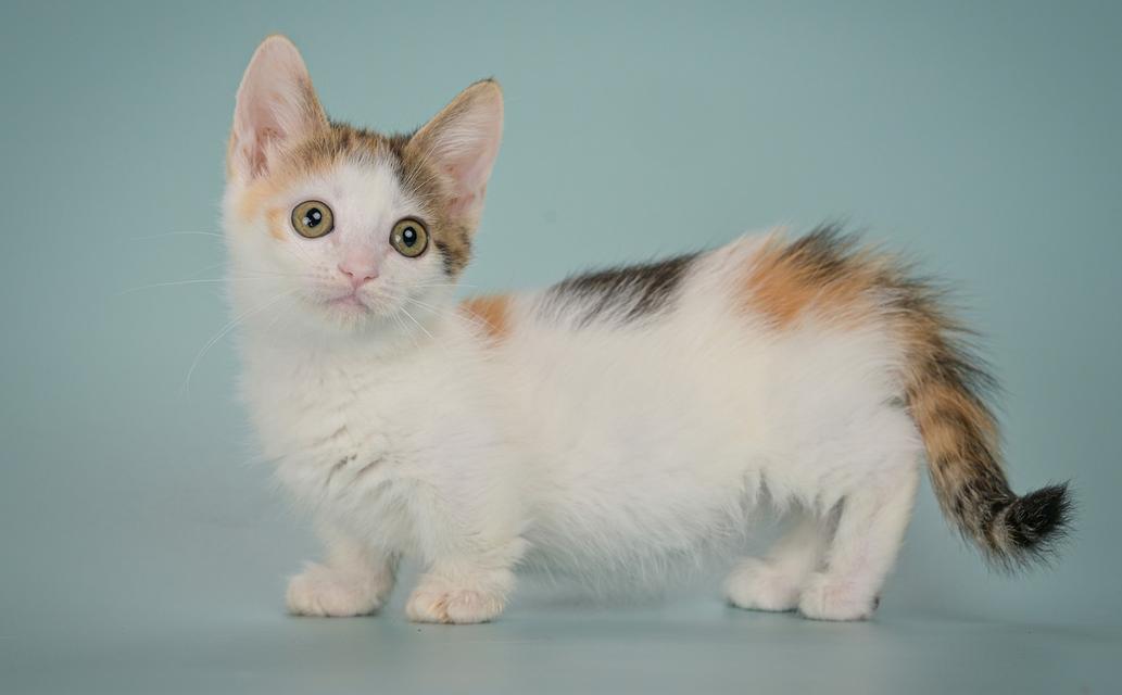Munchkin Kittens  WhatsApp me : +66 63 826 3042