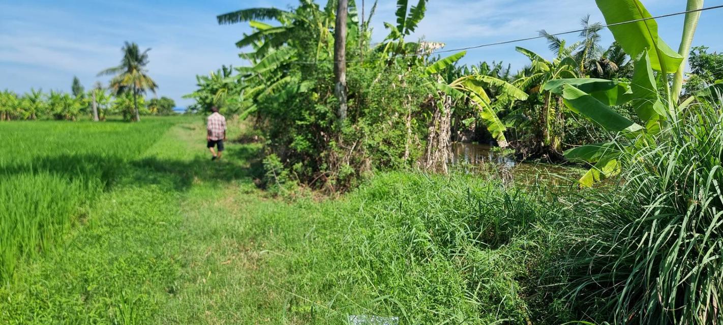 💎 [โอกาสทอง] ขายที่ดินลาดกระบัง-ทับยาว 2 ไร่ (แบ่งขายได้) 4