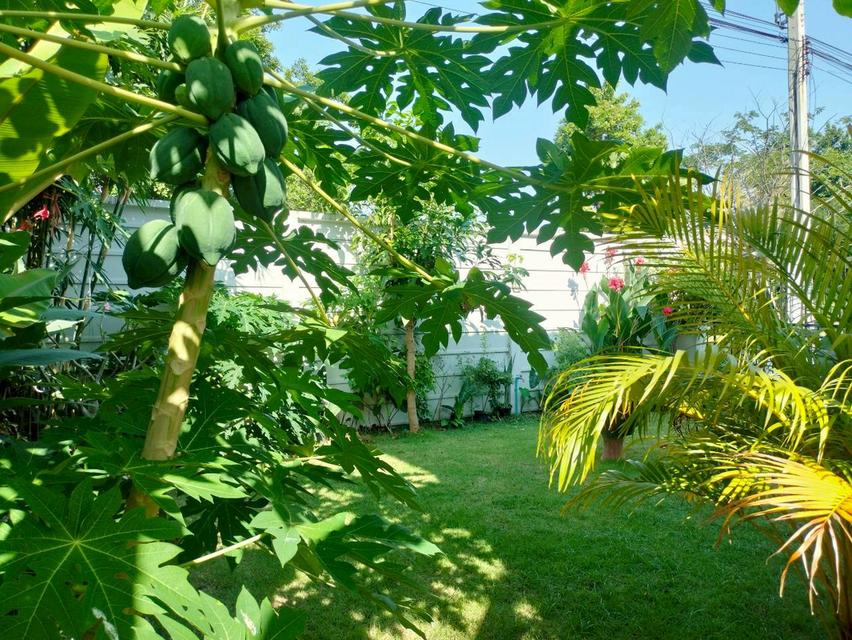 🚩ให้เช่า 🏡บ้านแฝด หลังริม 👉โมดิ วิลล่า บางนา ในบางเสาธง, สมุทรปราการ บ้านสวย พร้อมอยู่👈 16