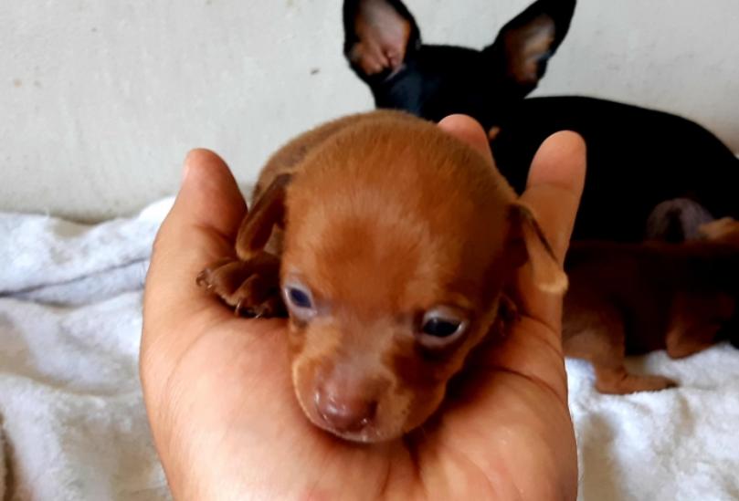 ขาย Miniature Pinscher ลูกหมาน้อย 5