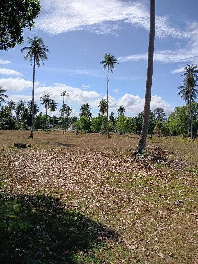 ที่ดินชายทะเล หาดหน้าด่าน ขนอม จ.นครศรีธรรมราช 4