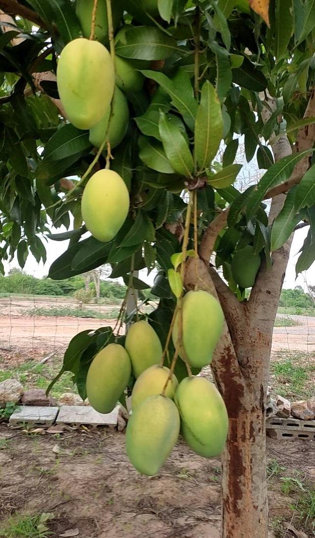 บ้าน 2 หลังบนที่ดิน 1 ไร่ 20