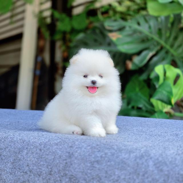 ปอมขาวไซส์ทีคัพน้องโอโม่หนุ่มหล่อตัวจิ๋ว 6
