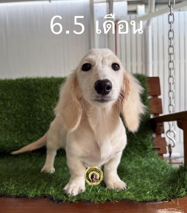 สุนัขดัชชุนสีครีมเพศเมีย