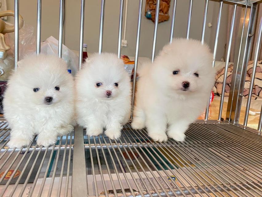 สอบถามได้นะคะ ปอมเมอเรเนียนแท้ น่ารัก สดใส ขี้เล่น ราคากันเอง