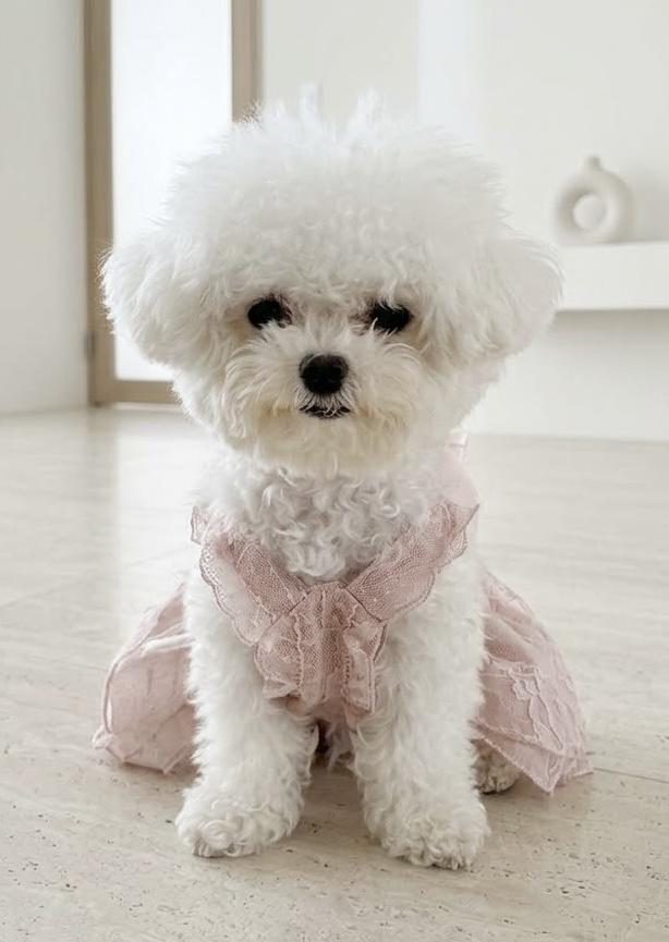 สุนัข minibichon มินิบิชอง 🇰🇷
