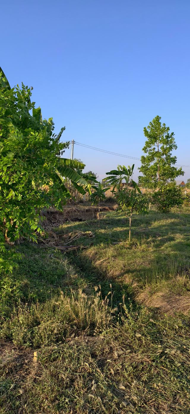 ที่ดินสวน เลาขวัญ กาญจนบุรี 5