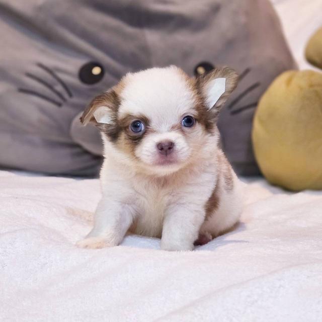 ชิวาวาแท้ขนยาว ผู้ พิกัดรามอินทรา 6