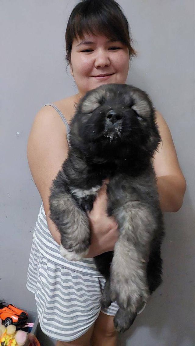 เปิดจองพรีออเดอร์น้องหมาคอเคเซียน เชพเพิร์ด Caucasian Shepherd ลูกนอกนำเข้า รูปที่ 7