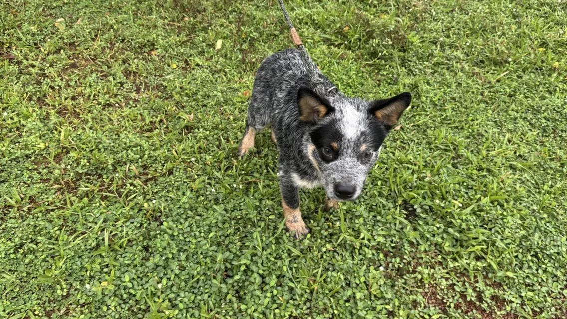 Australian Cattledog รูปที่ 4